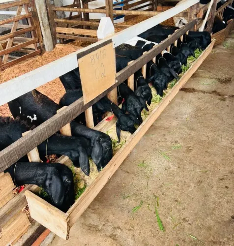Agropecuária: VENDE-SE Carneiros