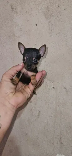 Pinscher Fêmea Zero Micro 00 