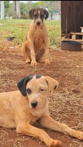 Doação de cachorro