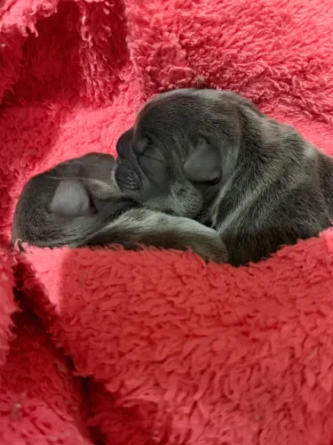 Bulldog francês