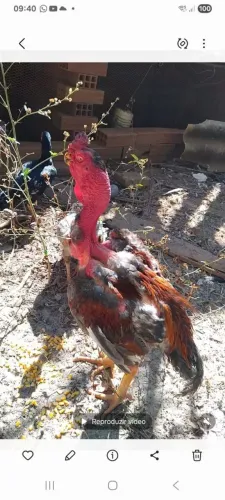 Vende-se Indio Bico Curto