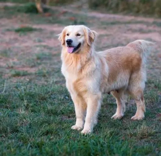 Doa-se Cachorro