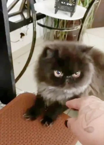 Gato Persa Macho Black Smoking - Para Reprodução e Companhia