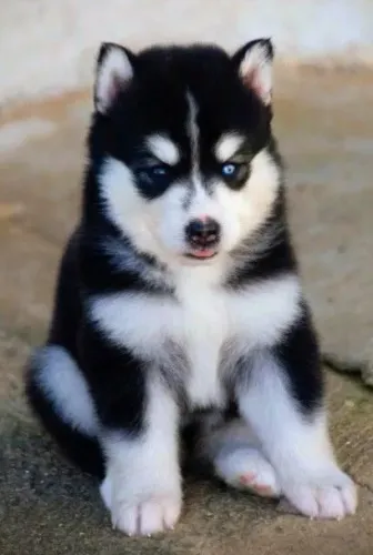 Husky siberiano