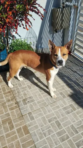 Adoção cachorro - Max