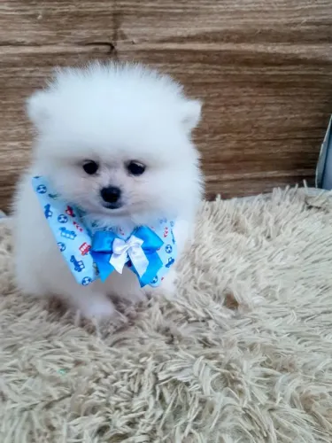 Lulu da Pomerania anão