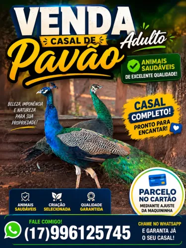 Pavão