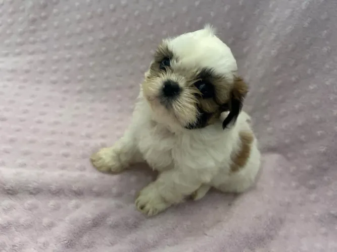 Schitzu filhote