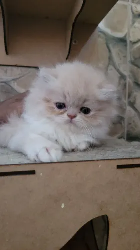 Gata persa FÊMEA