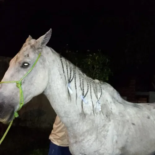 Quarto de milha, cavalo branco