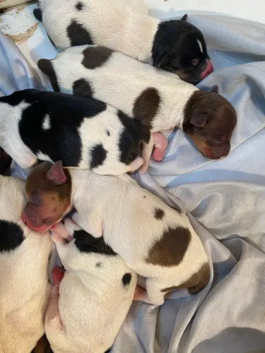 Filhotes de Fox Paulistinha / Terrier brasileiro