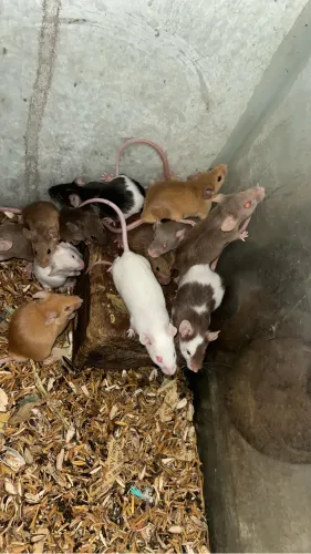 Ratinho topolino