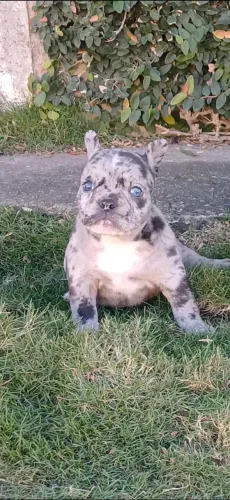 Venda exotic bully 
