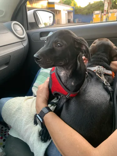 Doação cachorros