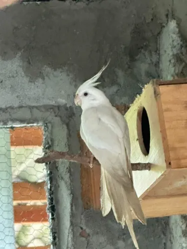 Pássaros