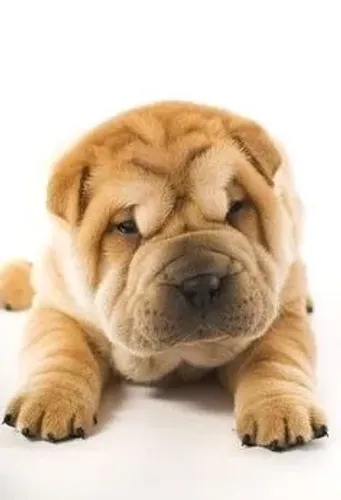 Sharpei Filhotes adoraveis