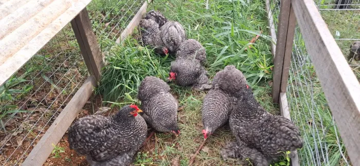 Ovos de mini cochin importados 