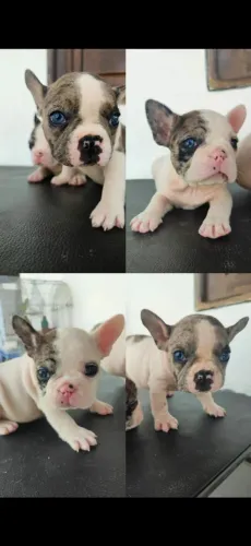 Bulldog Francês Merle (com Pedigree) Buldogue