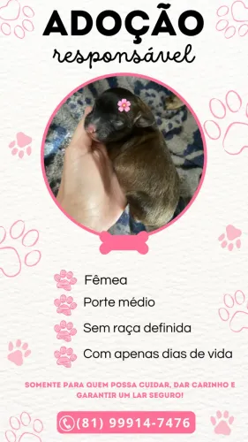 Cachorrinha para adoção