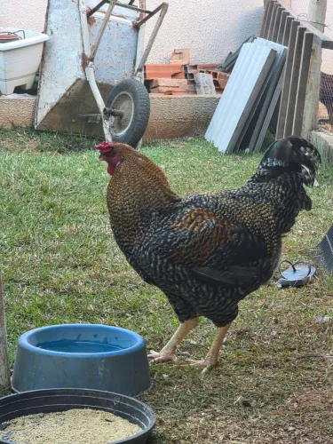 Galo Carijó 