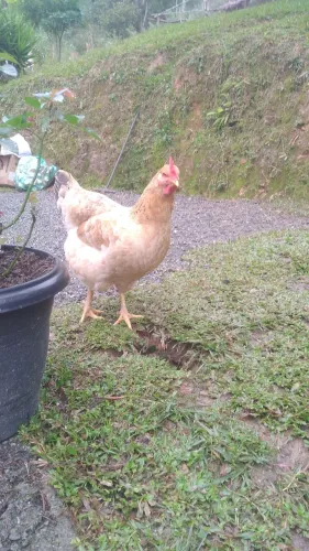 Galinha em Postura Caipirão