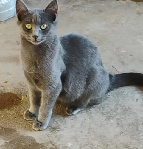 Doação de dois lindos gatinhos.   Doação Responsável.