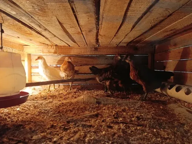 Frangos de Ameraucana