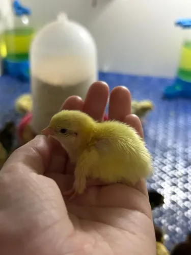 FILHOTES DE CODORNA GIGANTE DISPONÍVEIS