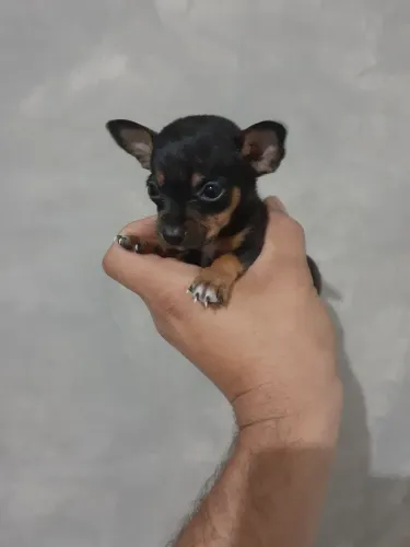 Pinscher 0 Zero