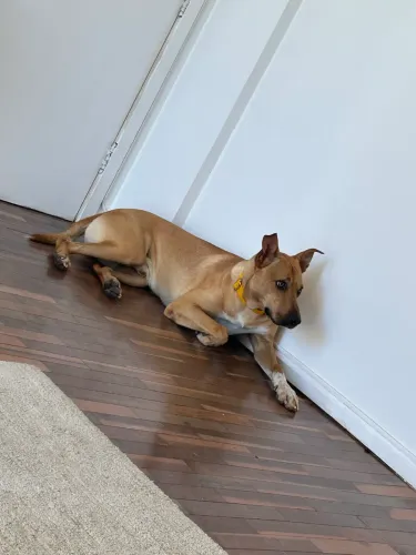 Doação de cachorro