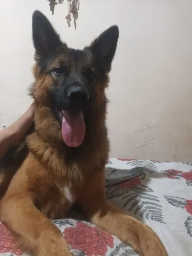 Cachorro