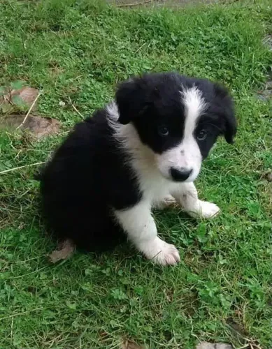 Filhote border collie, Os mais lindos filhotes da ninhada estão aqui!
