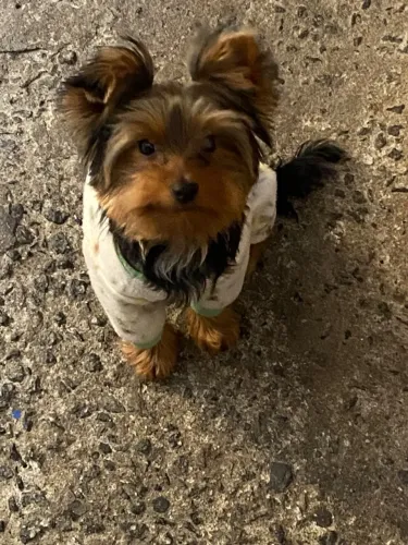 Cachorro Yorkshire