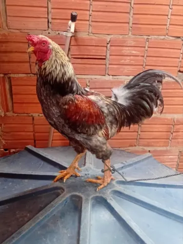 Vendo este galo.