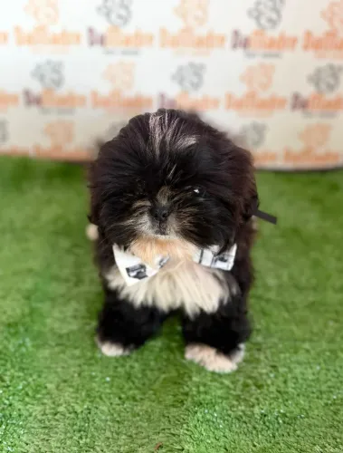 Shih-tzu em Londrina 