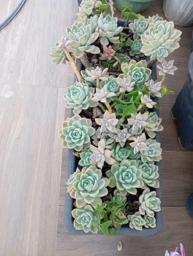 Floreira de suculenta