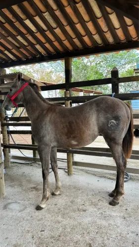 POTRAS QUARTO DE MILHA