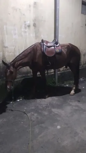Campolino Venda ou troca