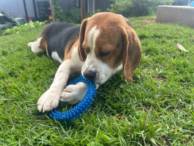 Vendo Beagle 11 meses com pedigree 