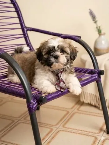 shihtzu macho