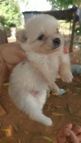 Lulu da pumerania femia
