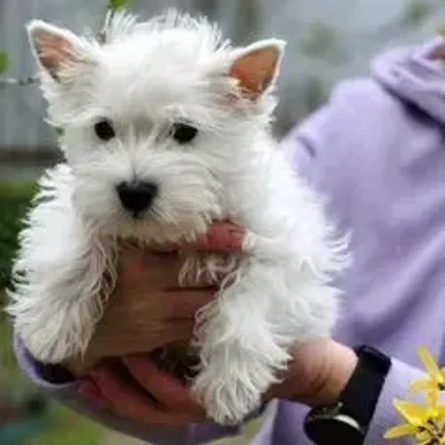West Terrier Filhote Super Carinhoso