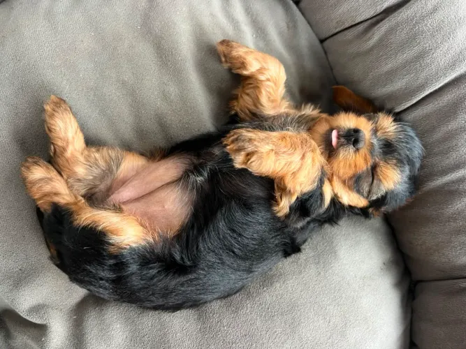 Yorkshire terrier