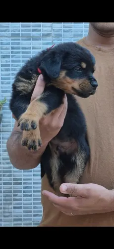 Filhotes de rottweiler 
