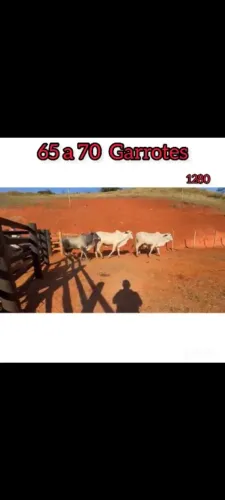 65 a 70 Garrotes