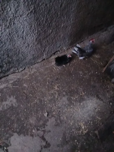 Garnizer Nagasaki originais já botando no/1 e no/0.carijos ou seja pedrezes dois pretos