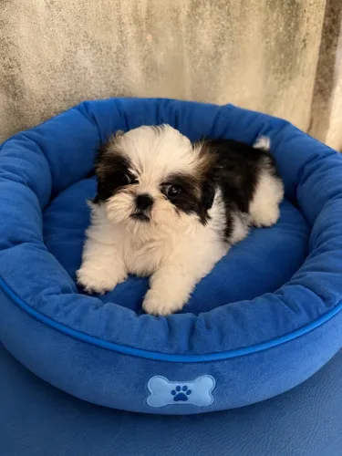 Shih Tzu