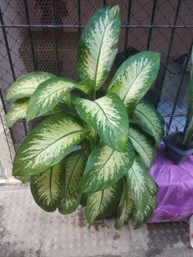 Vendo essa linda planta comigo ninguém pode 
