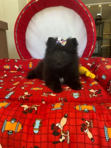 Spitz black linda