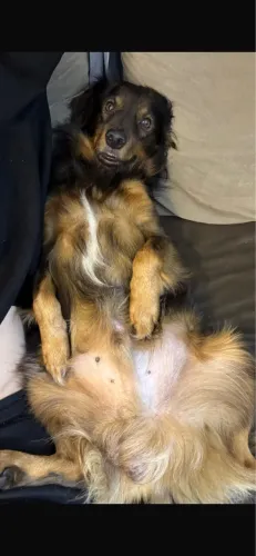 Doação de cachorro